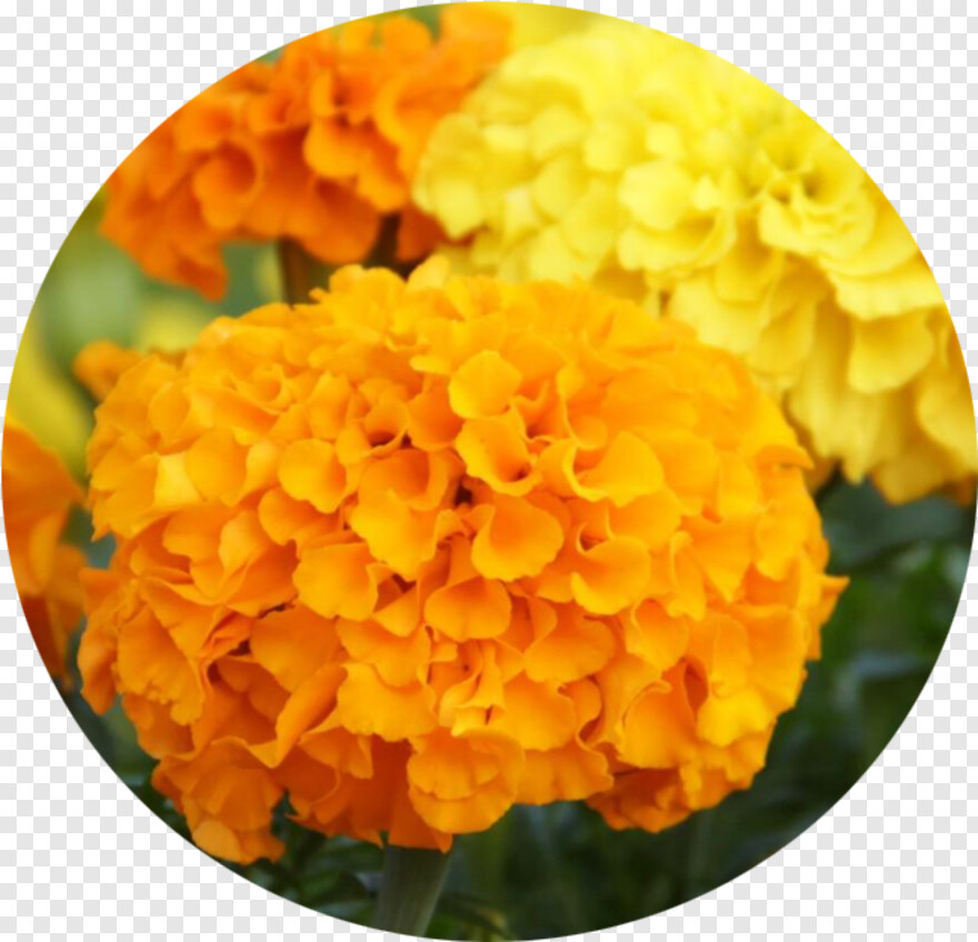 marigold-flower # 701209