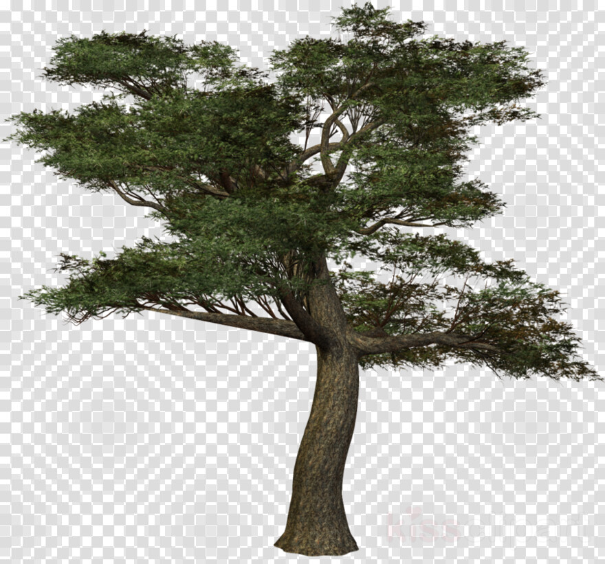 pine-tree-silhouette # 460732