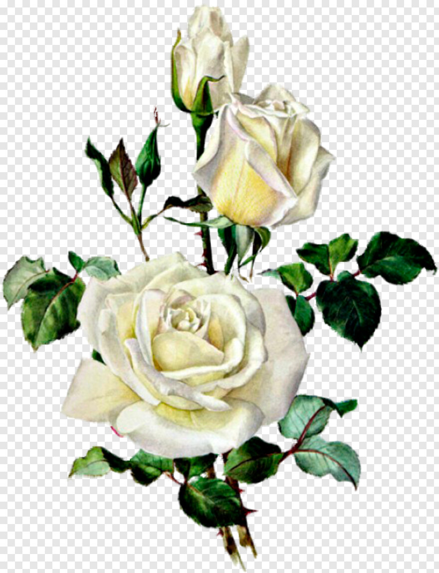 rose-flower-vector # 326928