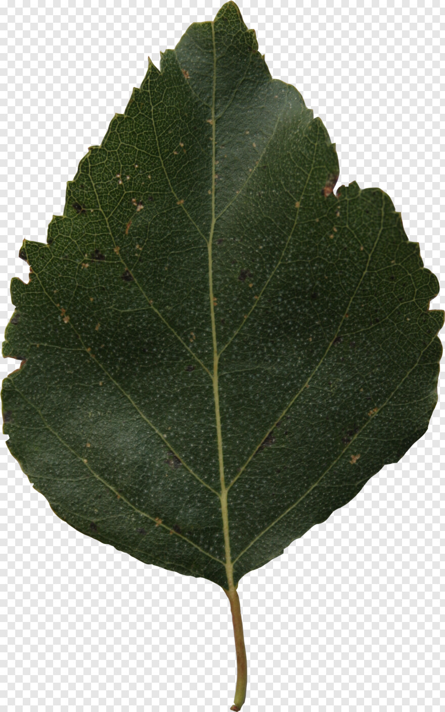 leaf-clipart # 361498