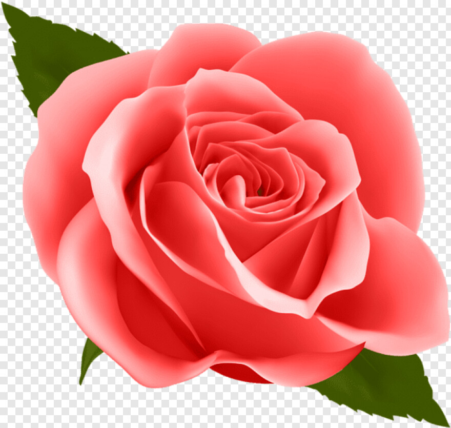 rose-flower-vector # 686792
