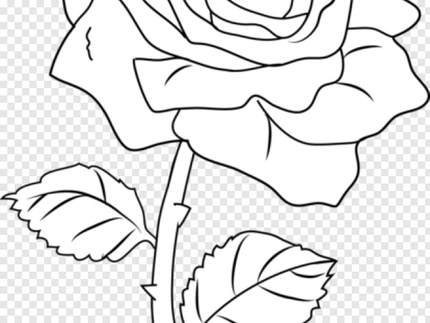  Single Rose Flower, Flower Line, Pink Rose Flower, Rose Flower, Rose Flower Vector, Blue Line
