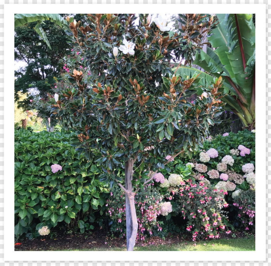 magnolia-tree # 557823