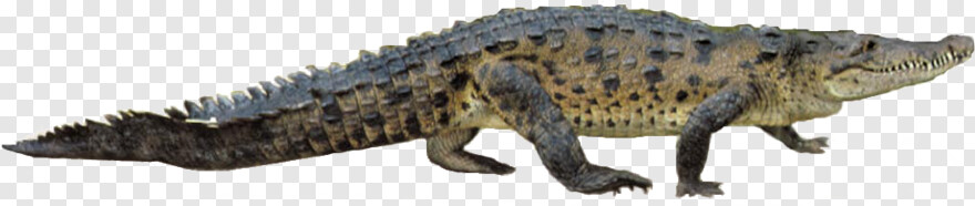 crocodile # 527593