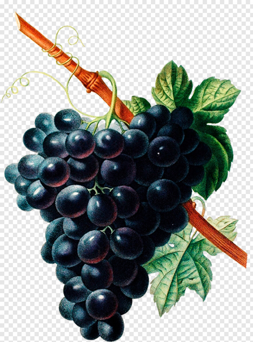 grapes # 457677