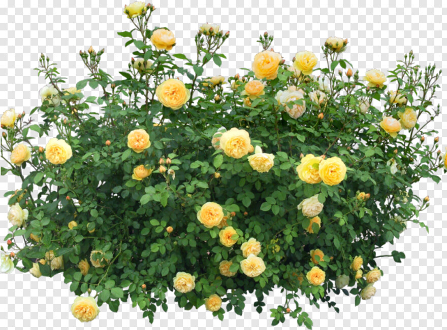 rose-bush # 1098153