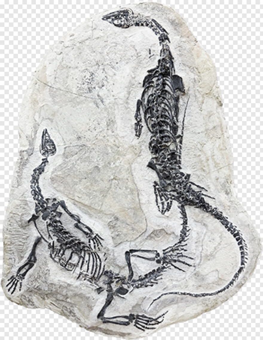 fossil # 815824