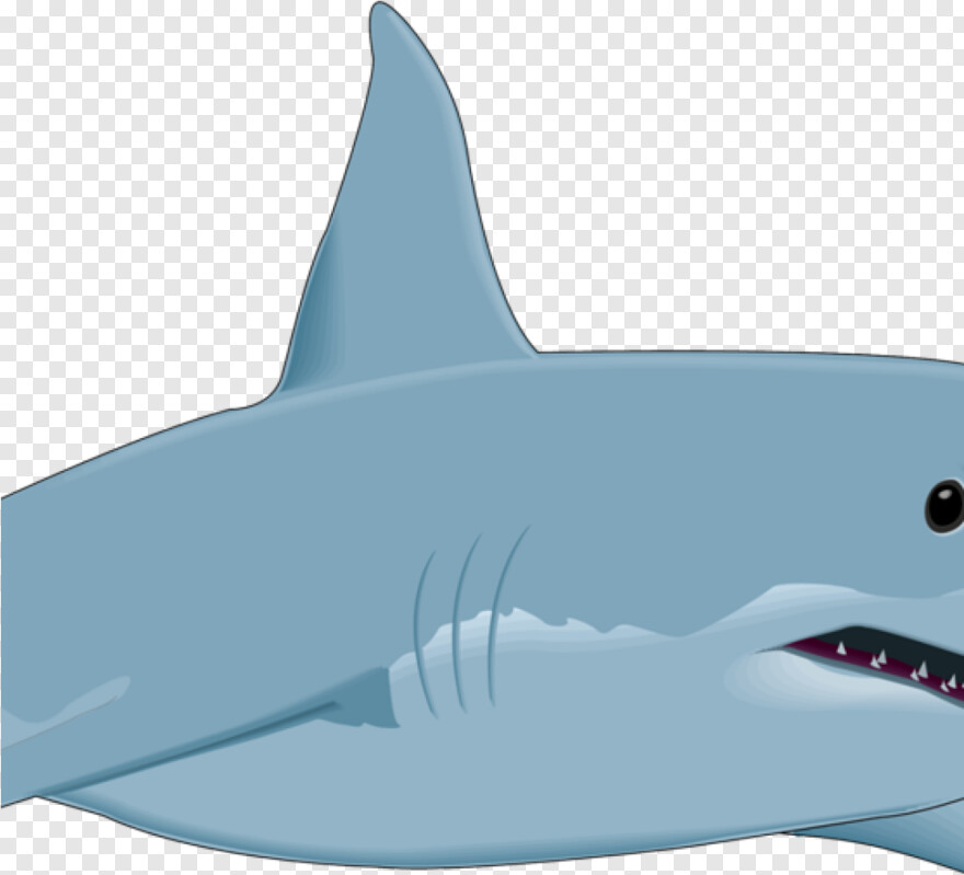 great-white-shark # 510336