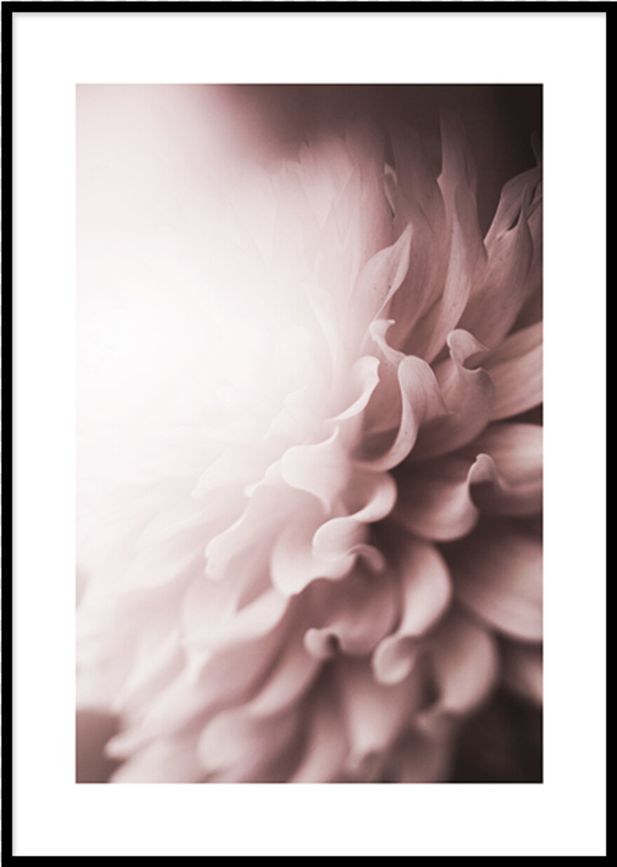 chrysanthemum # 1015675