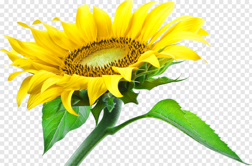 sunflower-vector # 428043
