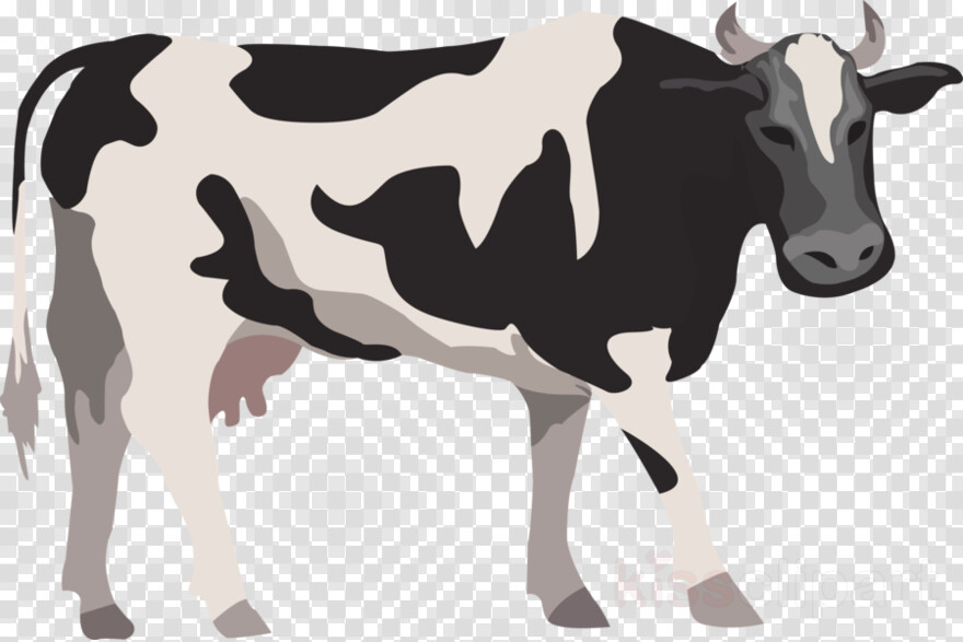 cow # 381590