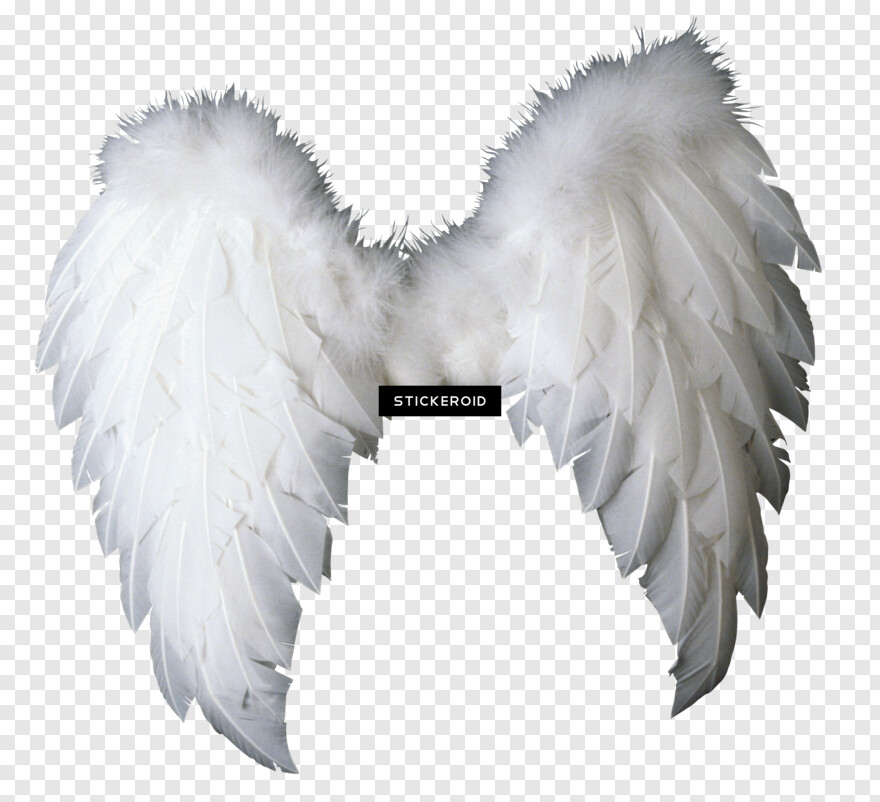 angel-wings-vector # 516064