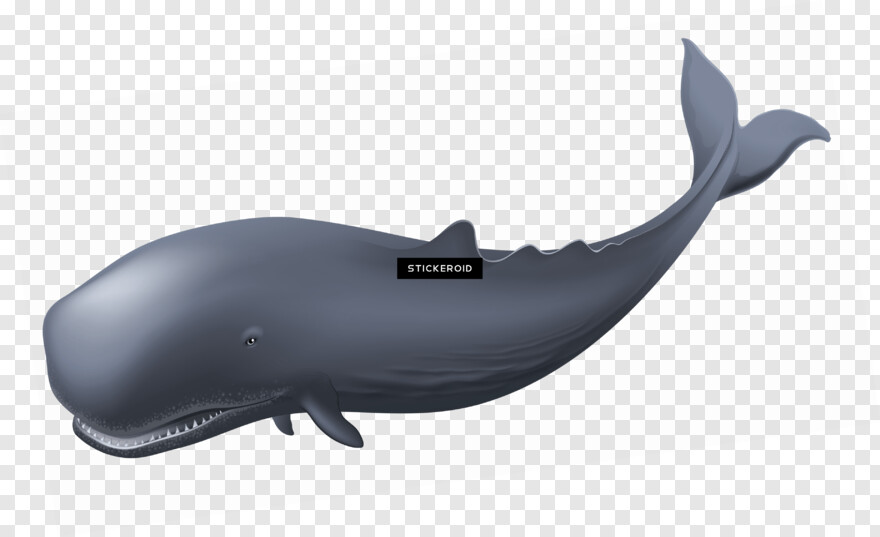 whale # 590742