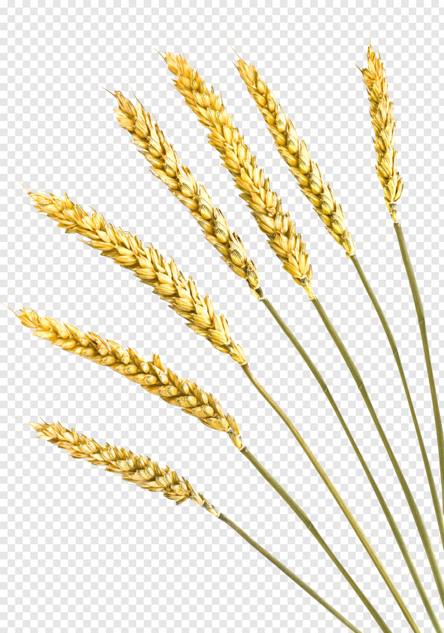 barley # 403061