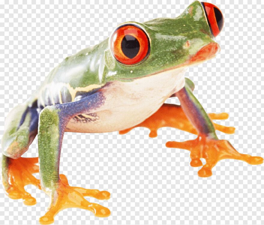 frog-clipart # 811053