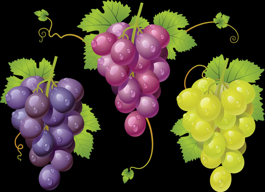 grape-vine # 371851