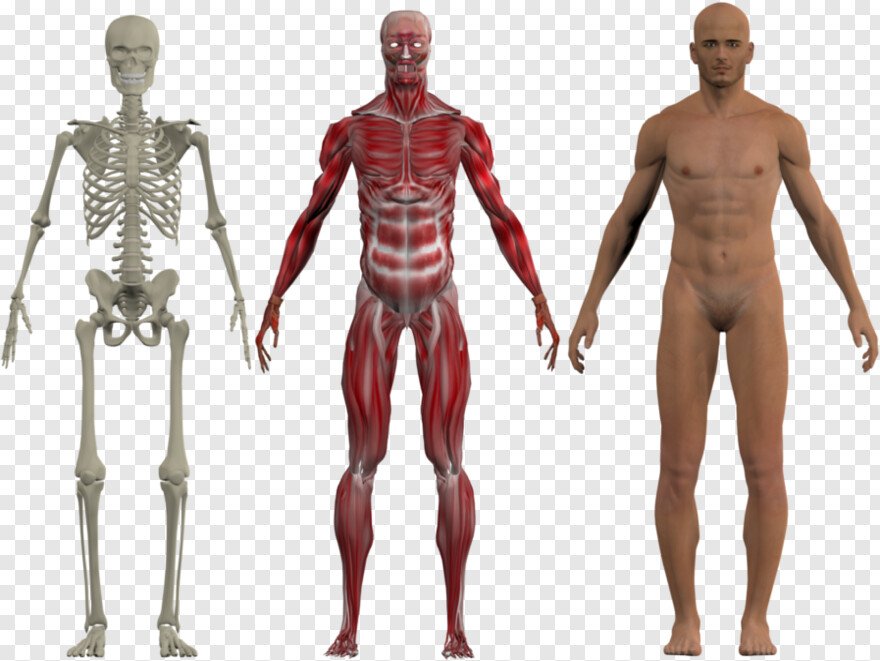  Skeleton Head, Iphone 6 Transparent, Skeleton, Solar System, Digestive System, Skeleton Hand