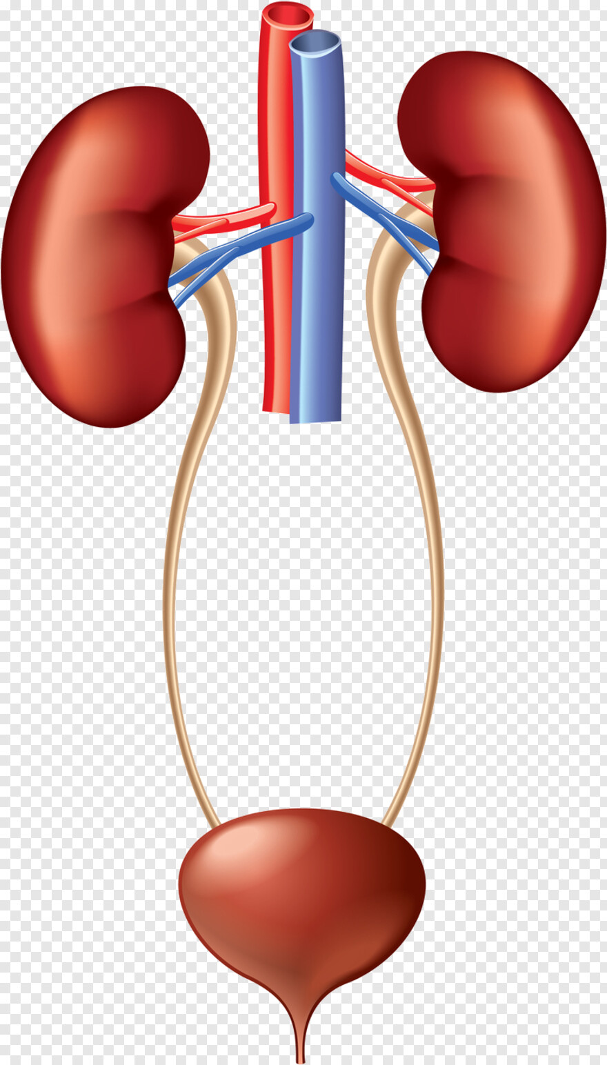 kidney # 731515