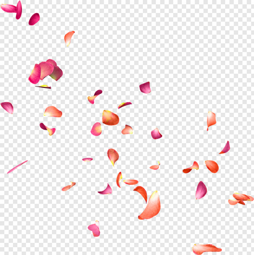 pink-rose-petals # 874360