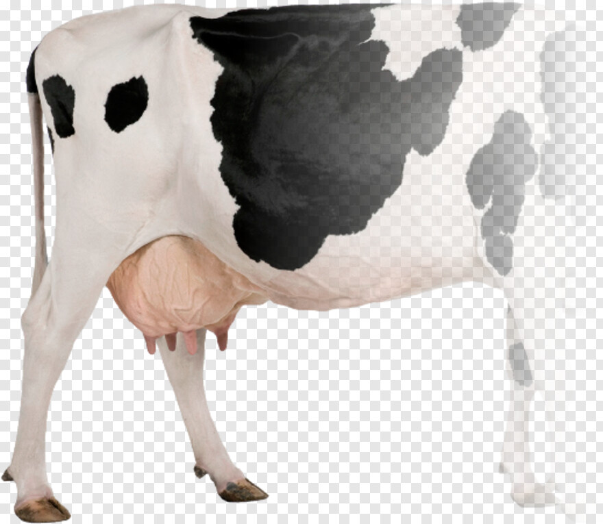 cow # 949617