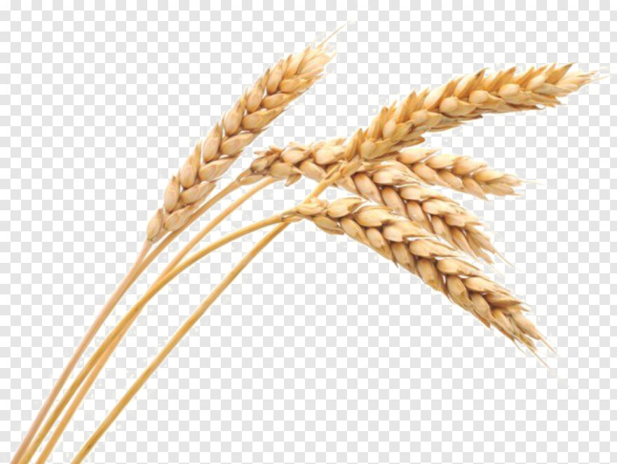 wheat-stalk # 772689