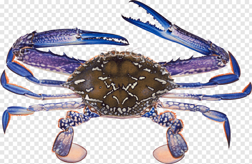 blue-crab # 343417