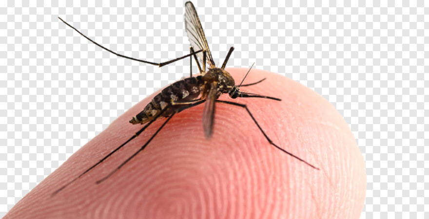 mosquito # 487106