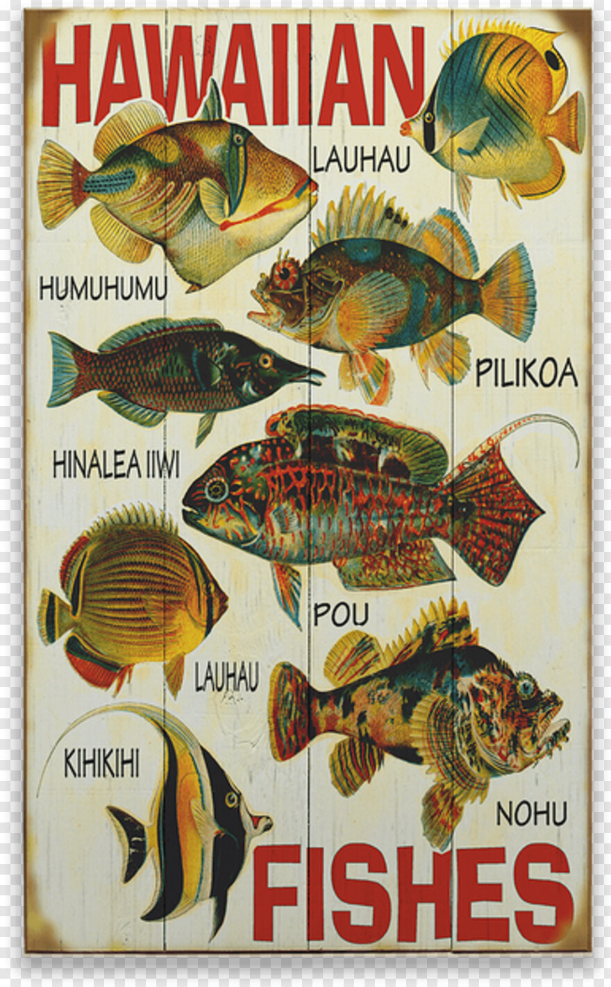  Fish Logo, Koi Fish, Ocean Fish, Fish Vector, Fish Silhouette, Hawaiian