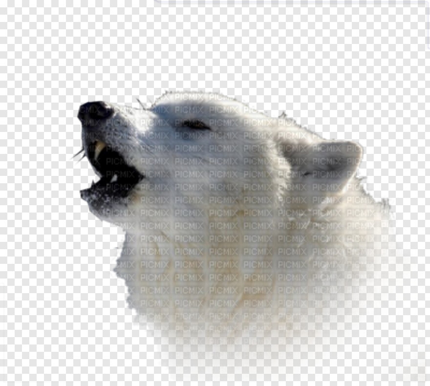  Wolf Eyes, White Wolf, Wolf Silhouette, Wolf Head, Wolf, Black Wolf