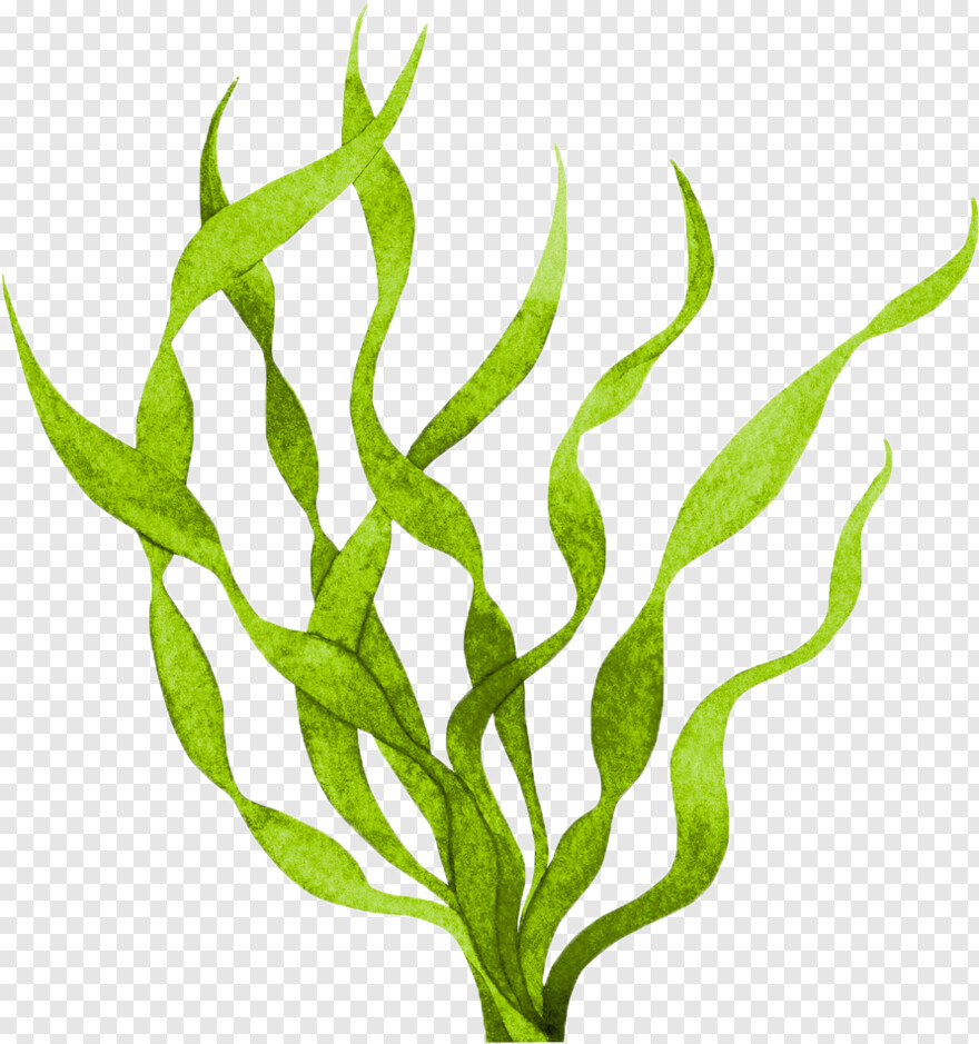 seaweed # 543322