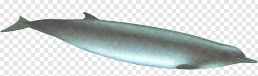 whale-shark # 389644
