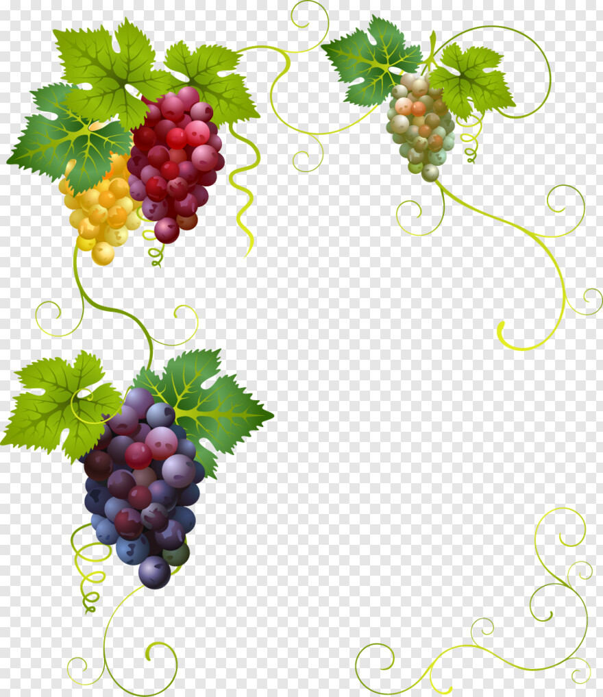 grape-vine # 476906