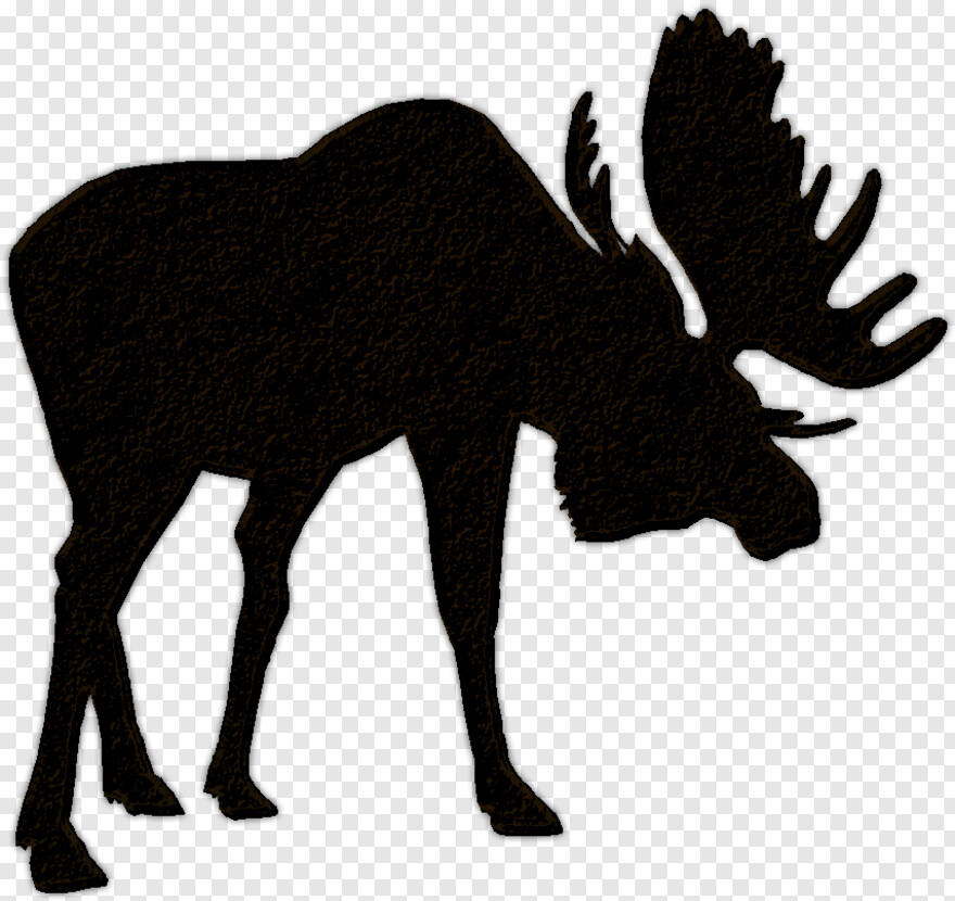 moose # 427979