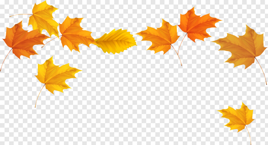 fall-leaves # 441959