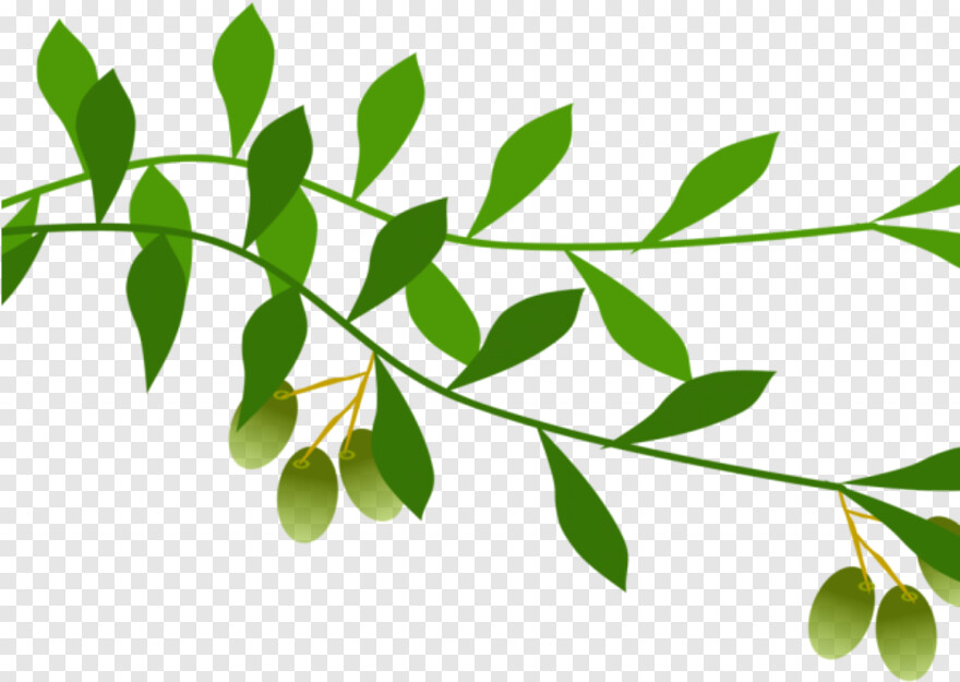 olive-branch # 315035