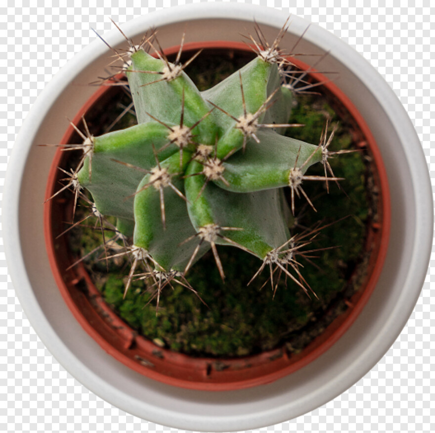 cactus-silhouette # 1088713