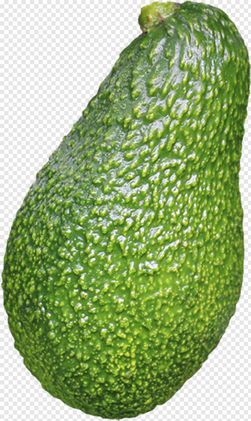 avocado # 440119