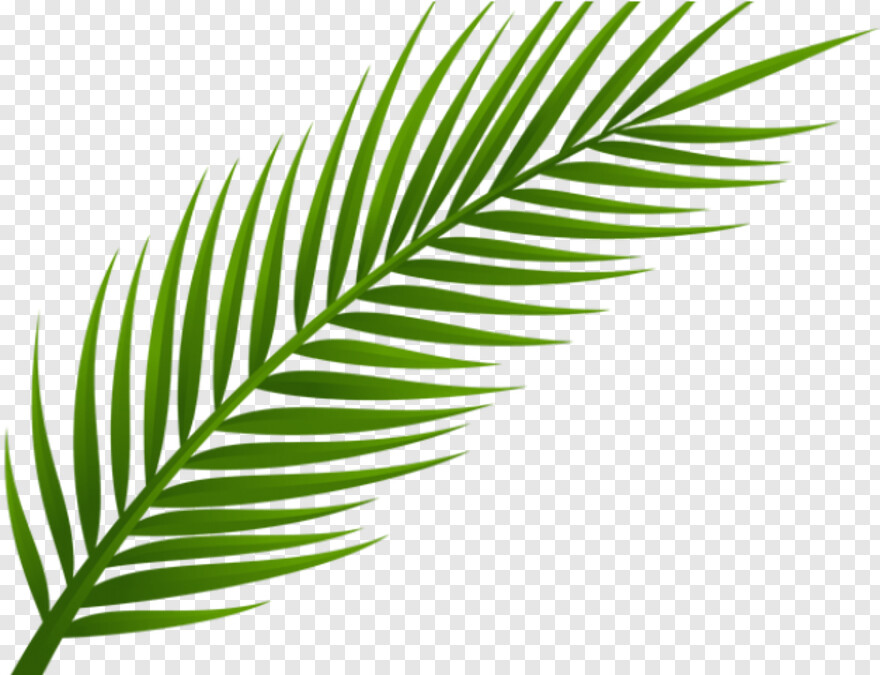 palm-leaf # 884276