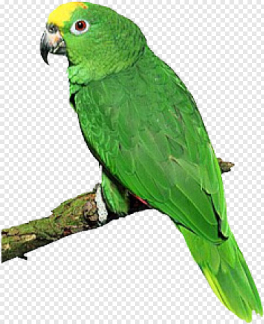 parrot # 360255