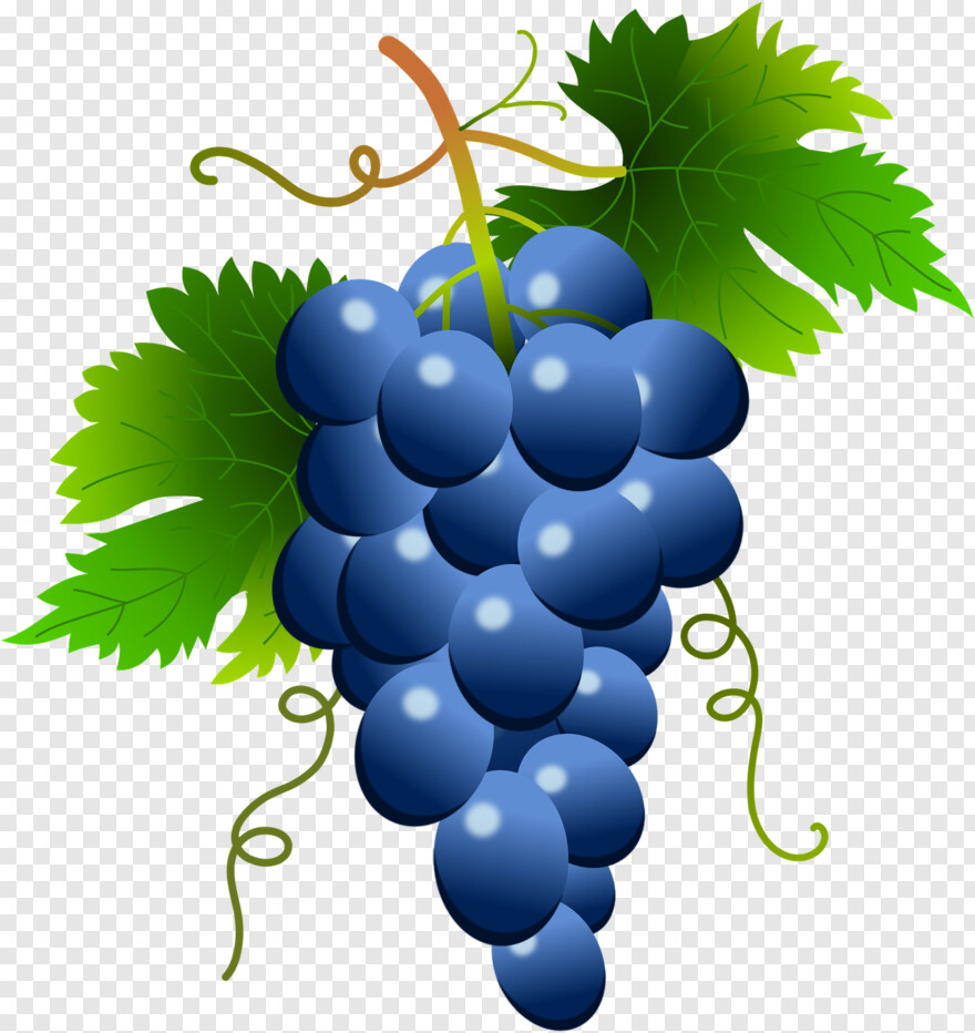 grapes # 786844