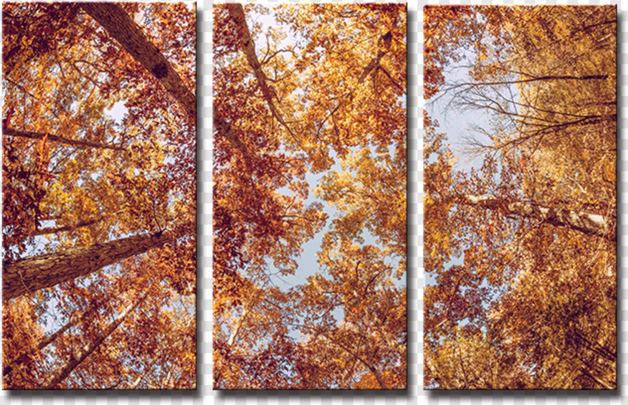 fall-leaf # 441696