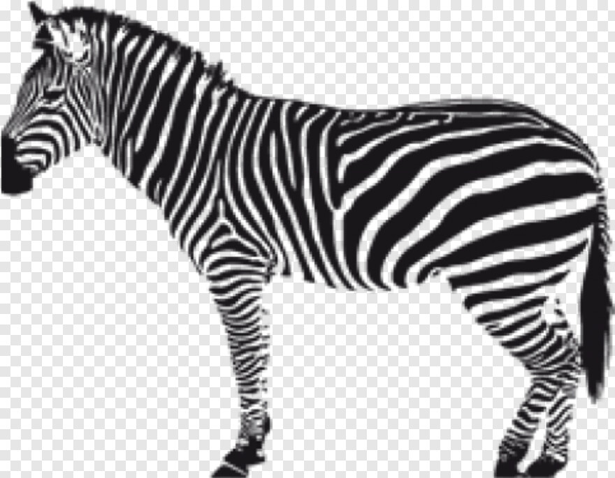 zebra # 354637
