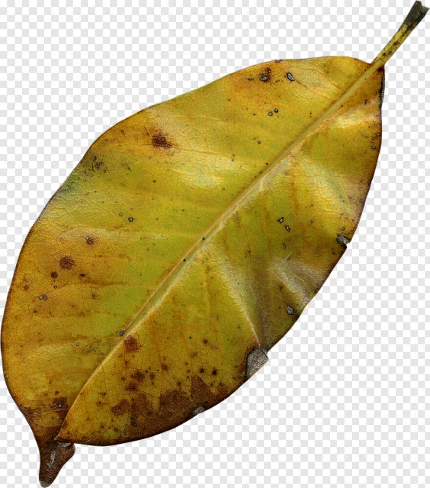 autumn-leaf # 441673