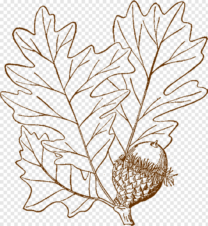 oak-leaf # 715043