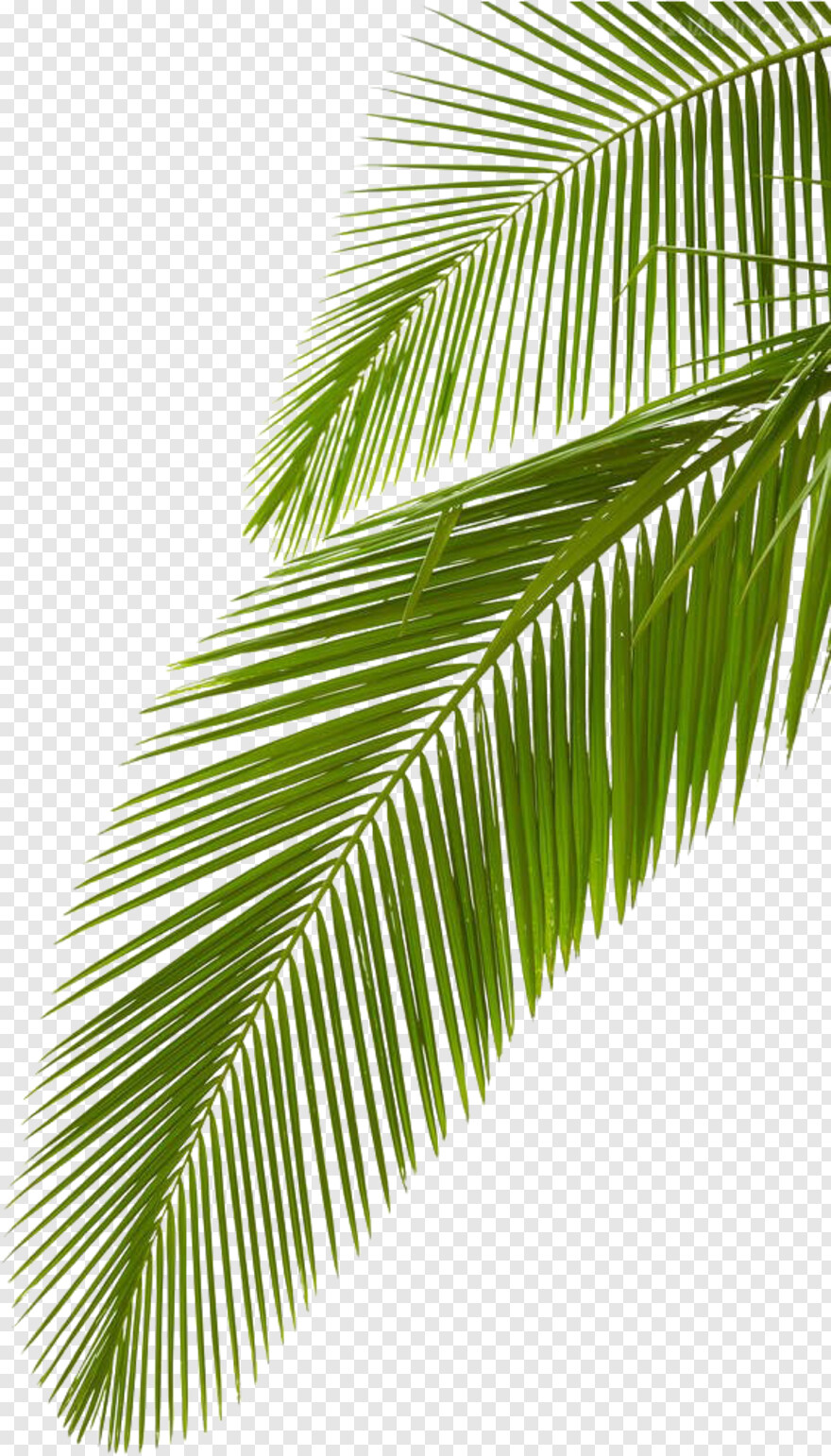 palm-leaf # 315051