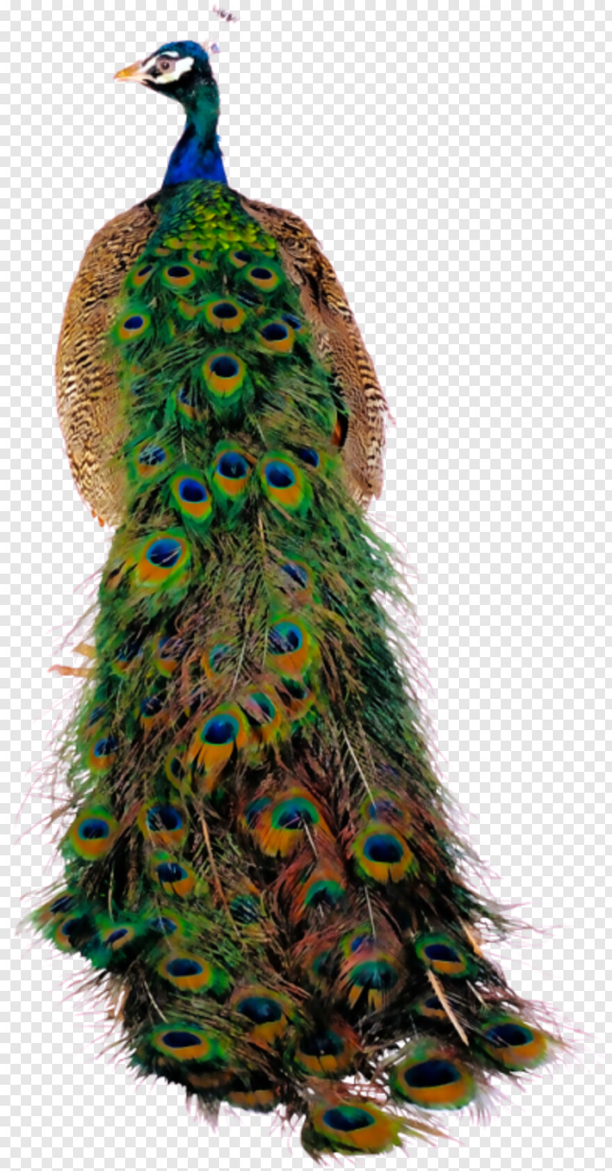 peacock-hd # 360241