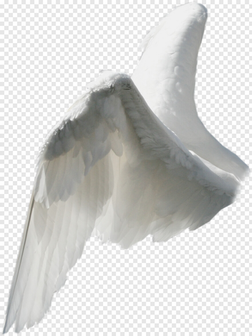 angel-wings-vector # 515922