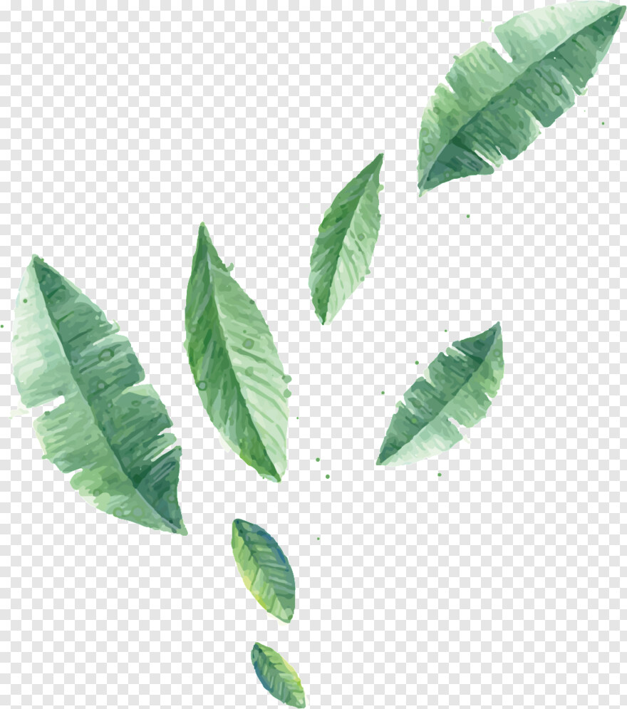 banana-leaf # 413137