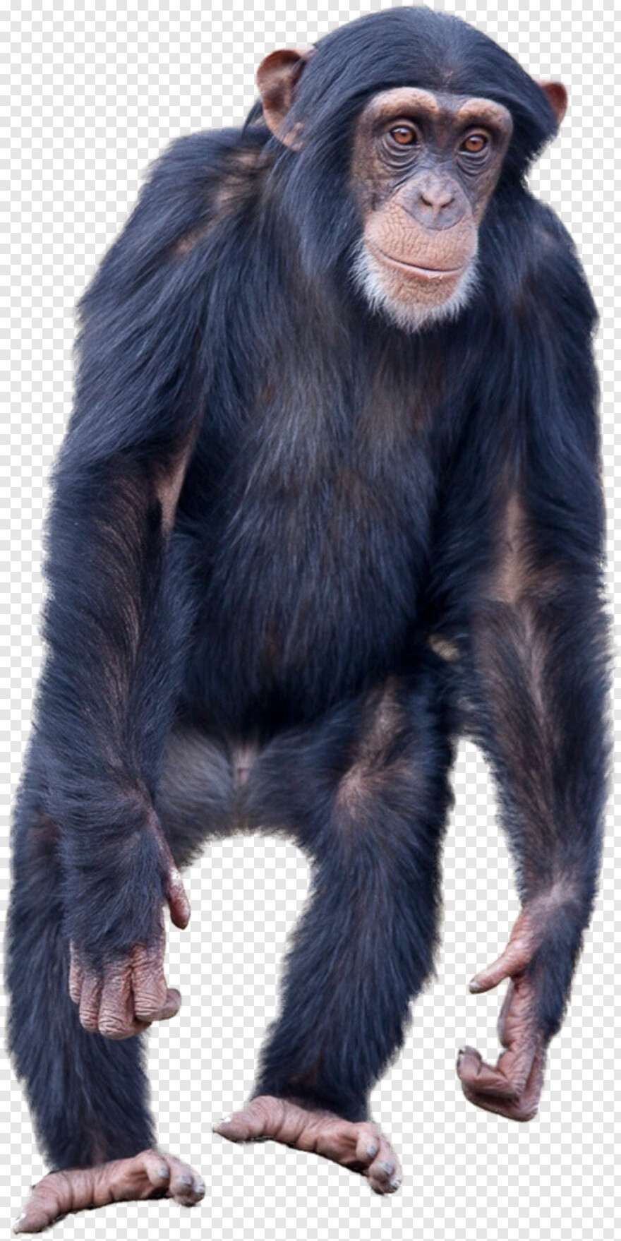 monkey-silhouette # 427965