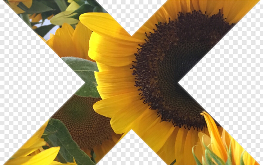 sunflower-vector # 476385